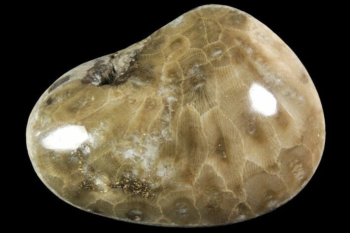 Polished Petoskey Stone (Fossil Coral) - Michigan #156133